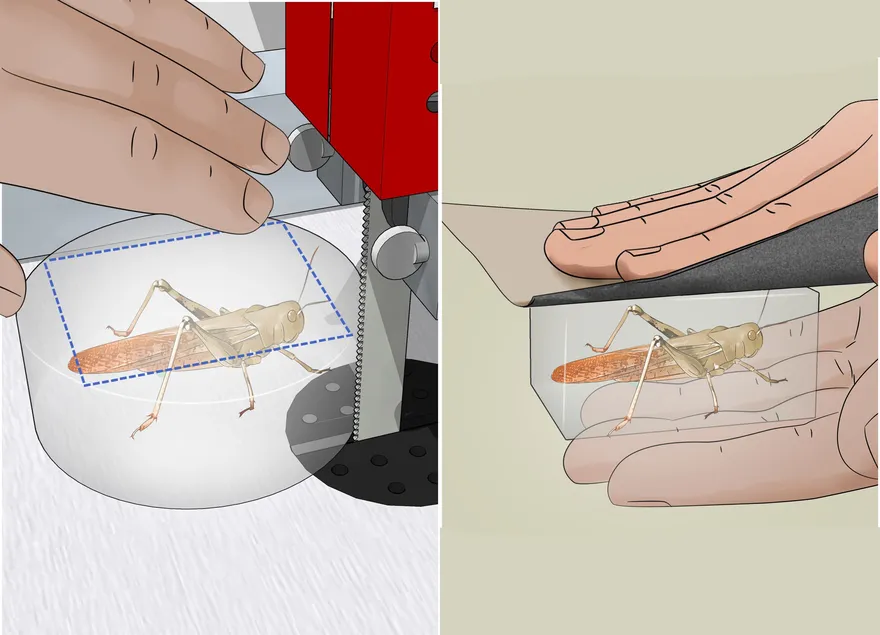 Comment conserver des insectes en résine