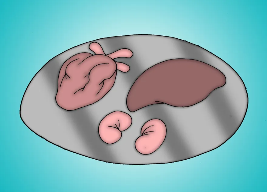 Comment dépecer un animal mort