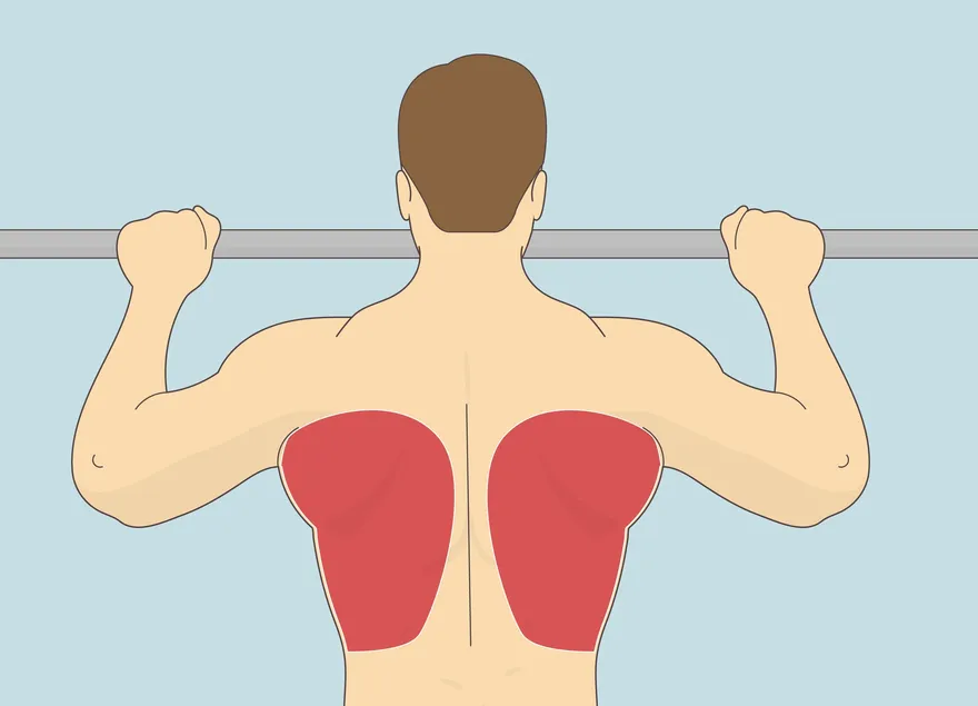 Comment renforcer les muscles squelettiques ?