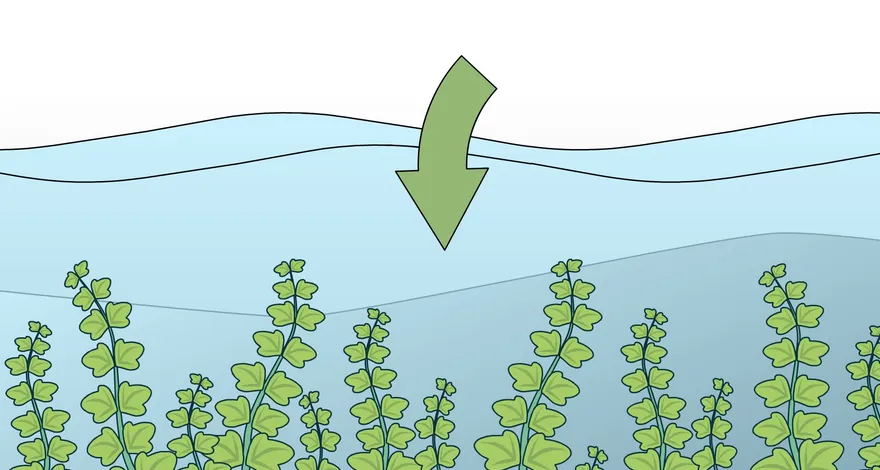 Comment vérifier si une plante est comestible ?