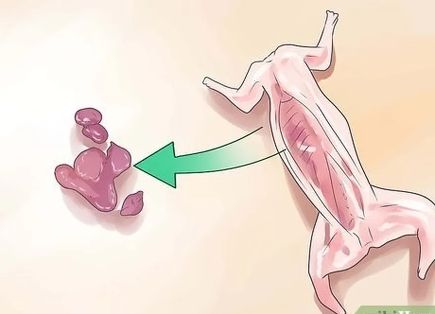 étape 2 séparer la membrane qui retient les organes.