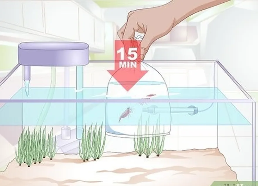 étape 2 faites flotter les poissons au début.