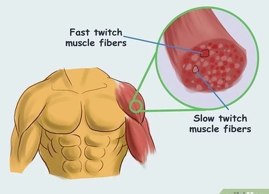 chaque muscle contient une combinaison de fibres à contraction rapide et lente.