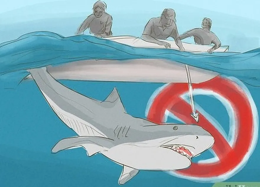 étape 6 don't ever bother or harass sharks.