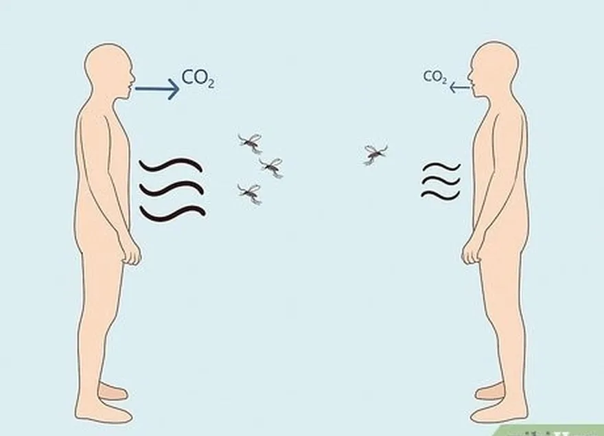 les personnes qui émettent plus d'acide lactique et de co2 attirent davantage les moustiques.