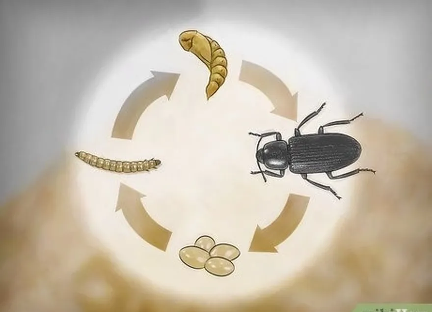 étape 3 observez les insectes qui se nourrissent de sang et qui ne se déplacent pas en groupe.