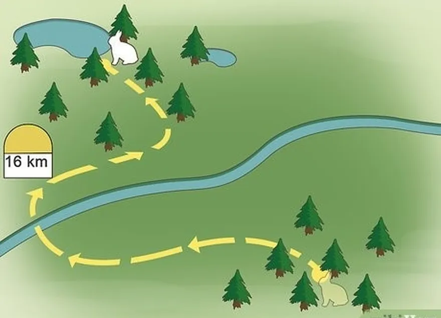 étape 3 relâchez le lapin à 16 km de l'endroit où vous l'avez attrapé.