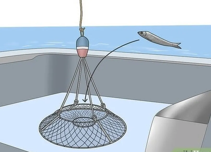 étape 7 utilisez un filet à nasse pour piéger les homards.