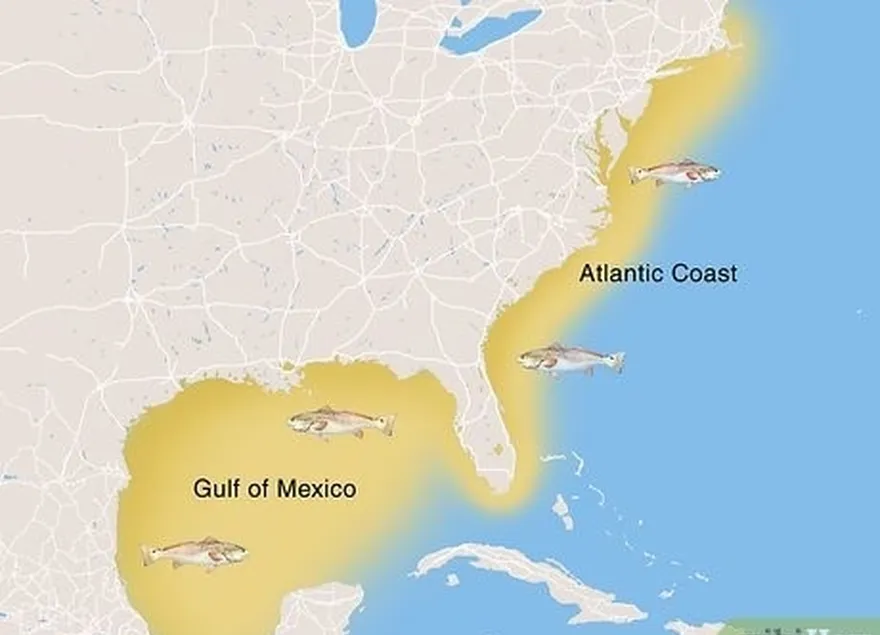 le golfe du mexique et la côte atlantique sont les habitats du sébaste.