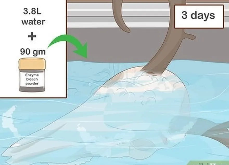 étape 5 faites tremper le crâne dans une poudre d'enzyme de blanchiment pendant 3 jours.