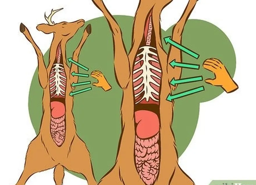 étape 1 accéder aux organes thoraciques.