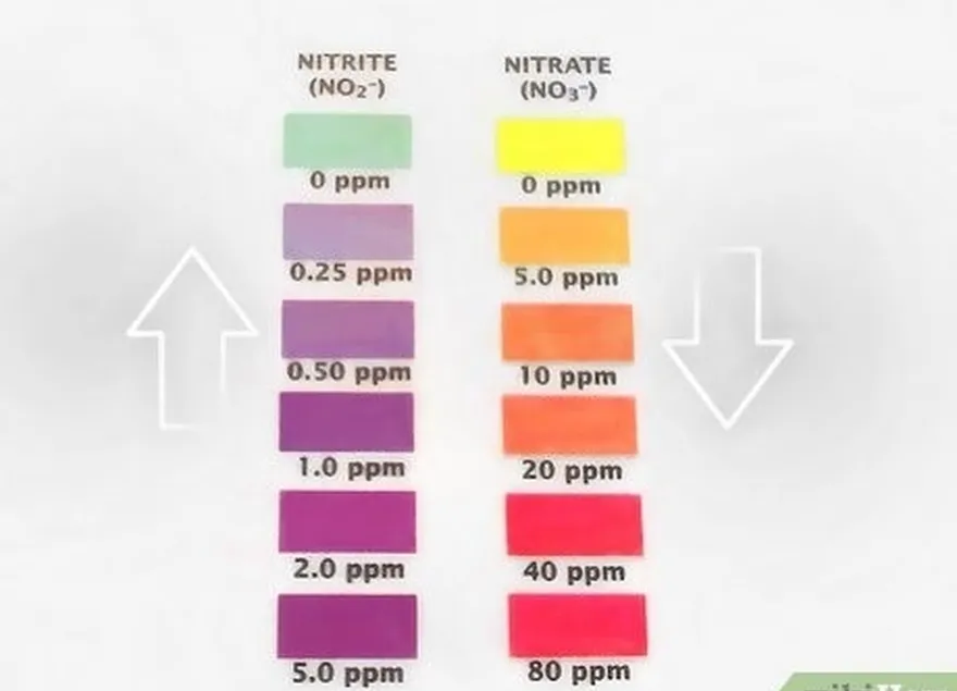 étape 6 attendez une chute soudaine des nitrites et une augmentation des nitrates.