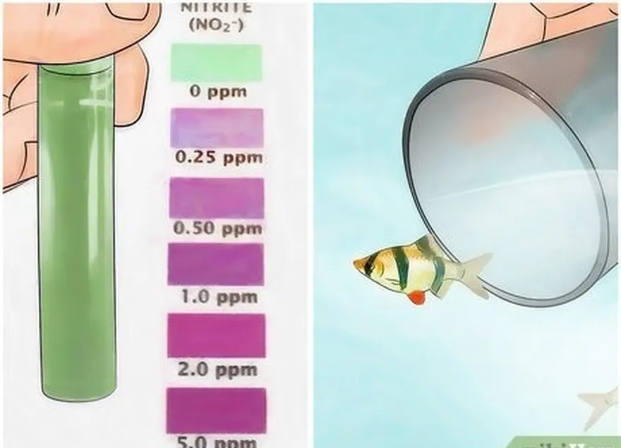 étape 7 ajoutez progressivement des poissons lorsque les niveaux d'ammoniac et de nitrites sont proches de zéro.