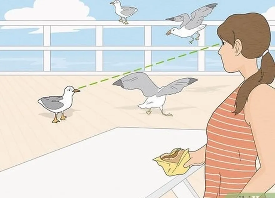 étape 4 établissez un contact visuel avec une mouette si elle se dirige vers vous pendant que vous êtes en train de manger.'re eating.