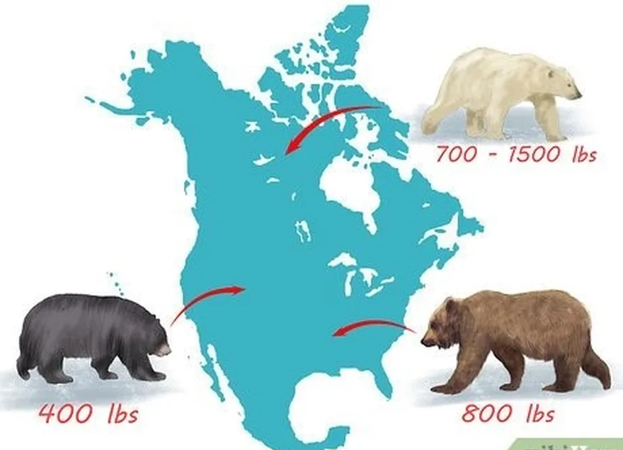 étape 7 connaître les ours.