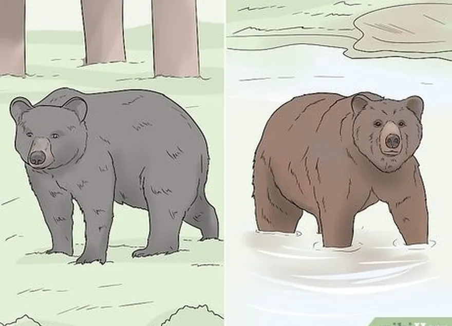 étape 1 regardez la couleur de l'ours's fur.