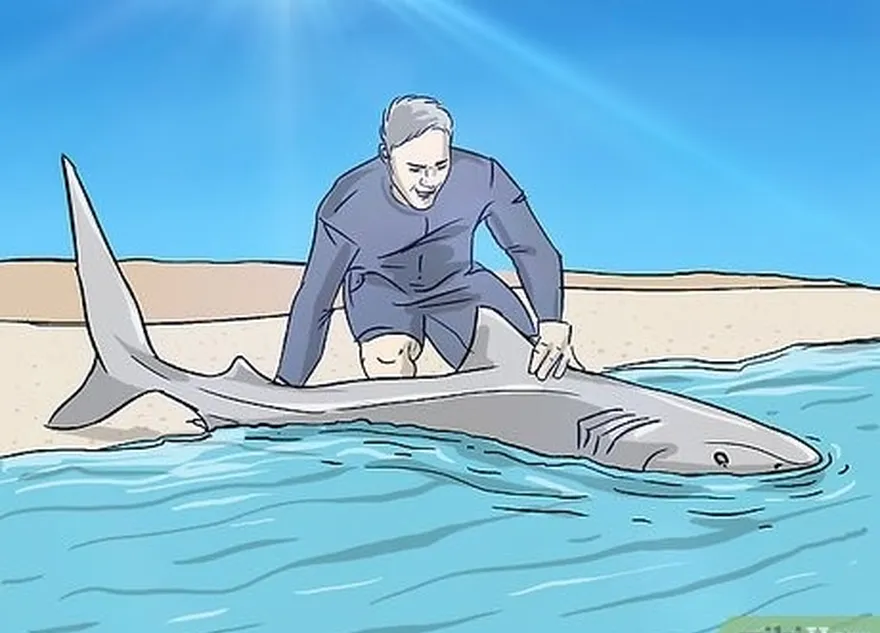 étape 6 assurez-vous de pouvoir identifier l'espèce de requin que vous recherchez.'re likely to encounter.