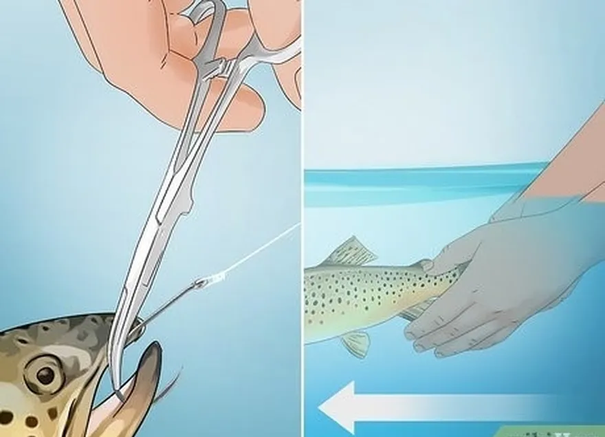 étape 4 décrocher le poisson et le relâcher tête la première dans l'eau.