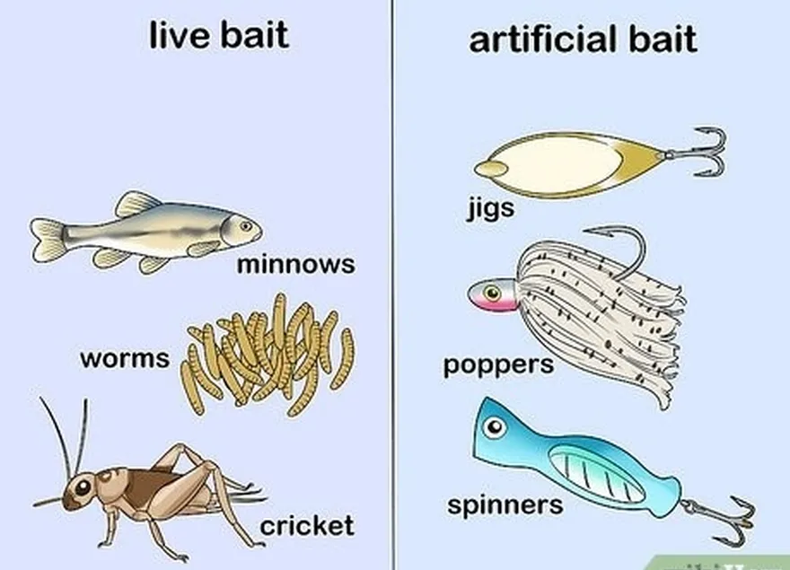 étape 6 choisissez un appât vivant ou artificiel pour pêcher les poissons d'eau douce.