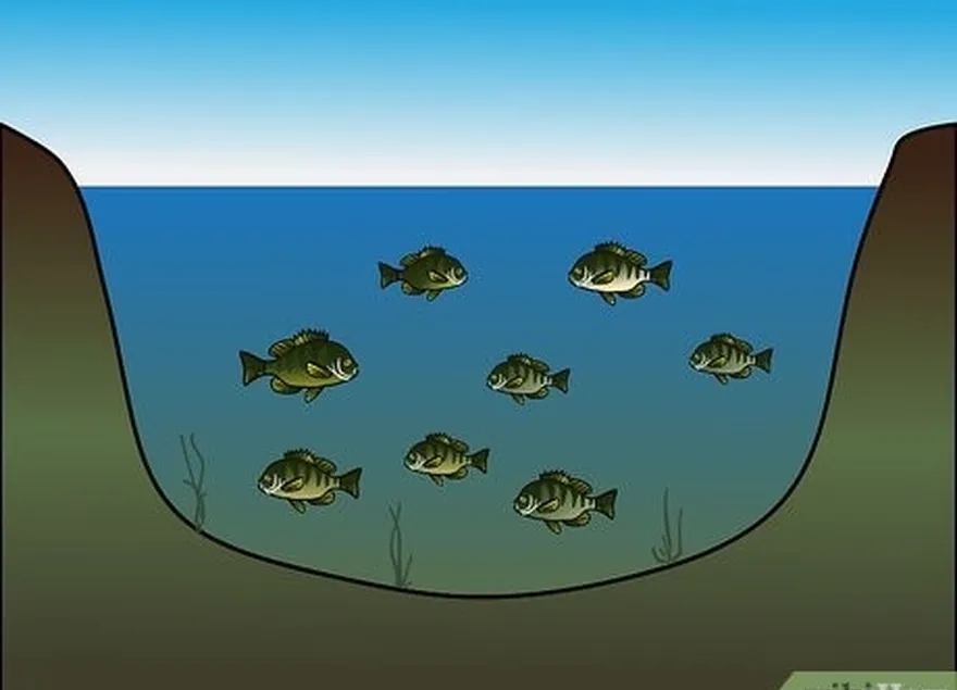 étape 3 trouvez un groupe de poissons dans un espace relativement confiné, tel qu'un bassin de marée ou un petit étang.