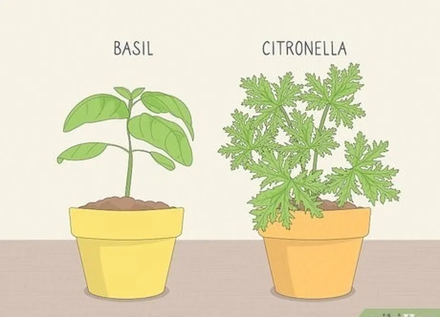 étape 5 placer des plantes que les moustiques n'aiment pas.'t enjoy, like citronella and basil.