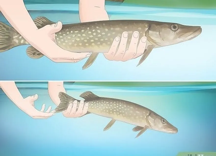 étape 6 tenez le poisson dans l'eau jusqu'à ce qu'il s'éloigne à la nage.