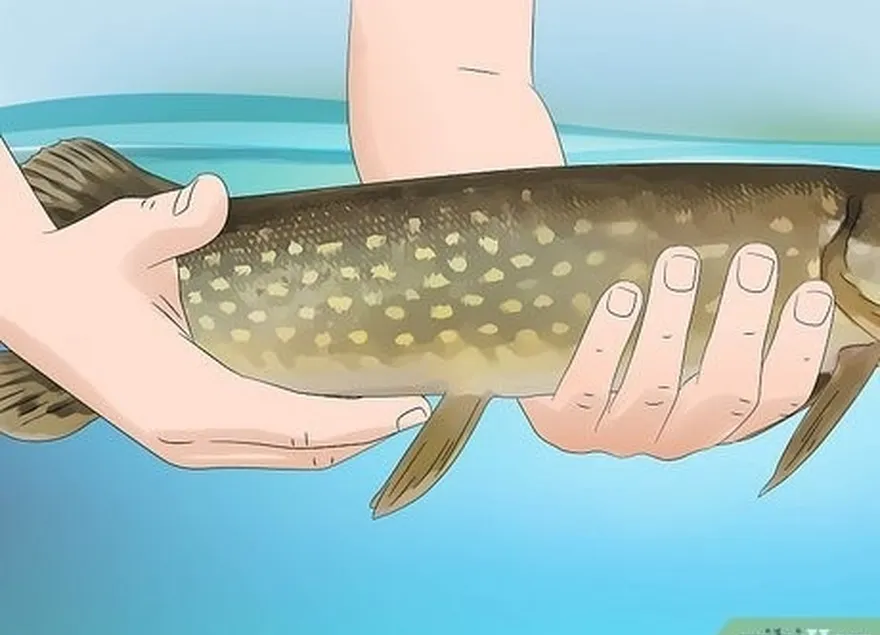 étape 5 soutenir les plus gros poissons avec les deux mains.