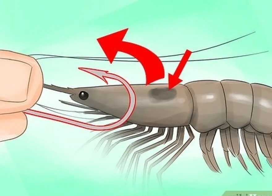 étape 1 accrocher la crevette par la tête lors de la pêche au lancer ou à la traîne.