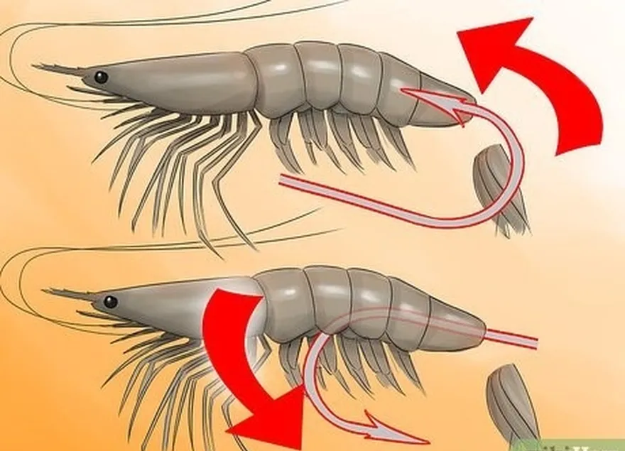 étape 3 accrocher la crevette par la queue pour pêcher au lancer des poissons de croisière.