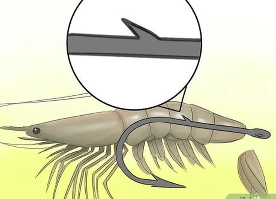 étape 3 accrochez la crevette par la queue lorsque vous lancez pour pêcher des poissons de croisière.