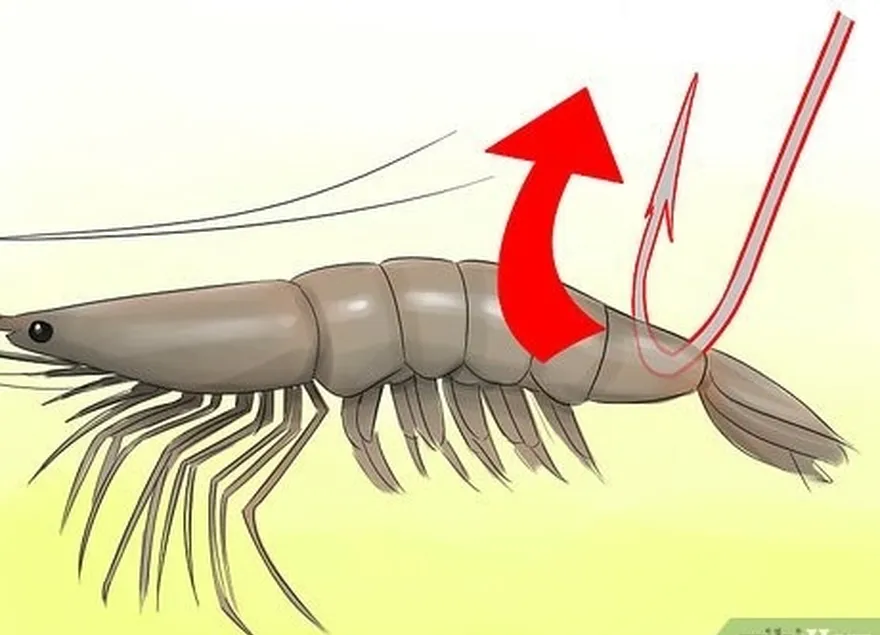 étape 3 accrochez la crevette par la queue lorsque vous lancez pour pêcher des poissons en croisière.