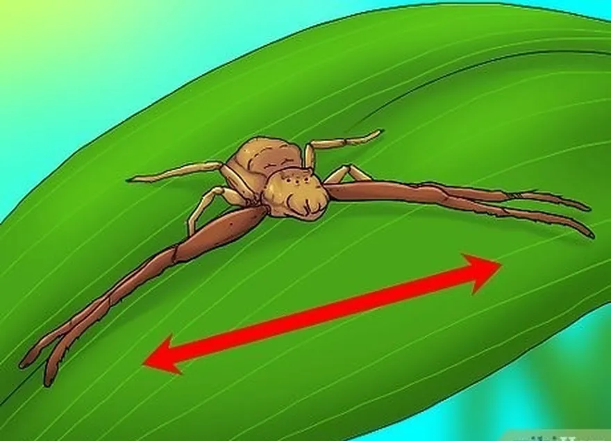 étape 2 observez les mouvements de l'araignée.