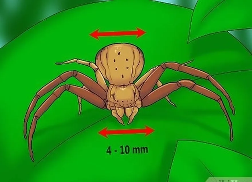 étape 4 notez la taille de l'araignée.