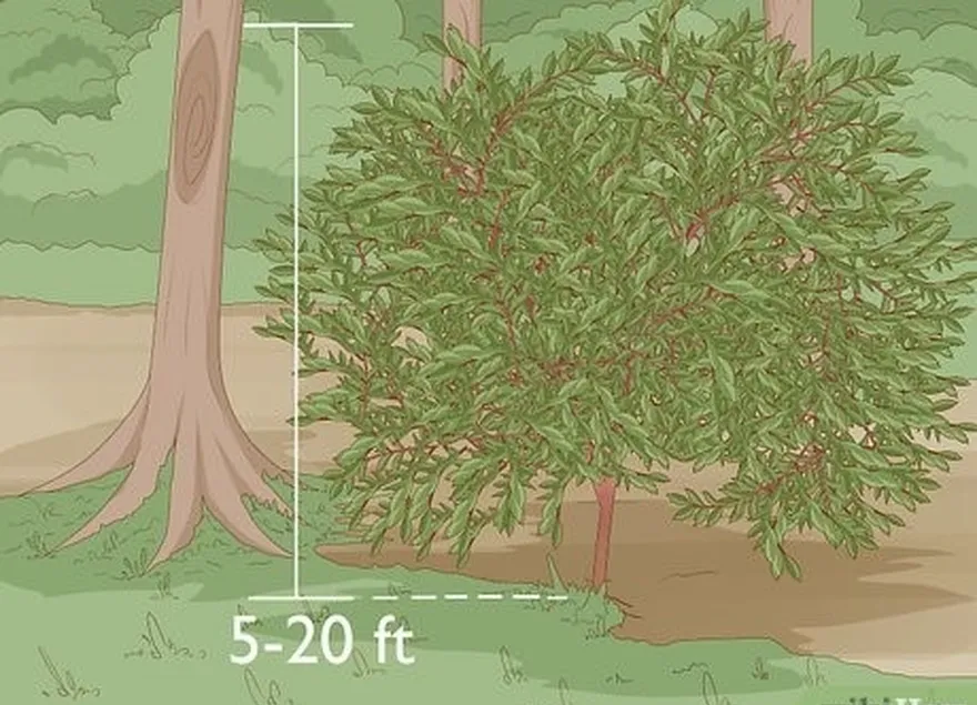 étape 1 recherchez un arbuste ou un arbre de 5 à 20 pieds (1,5 à 6,1 m).