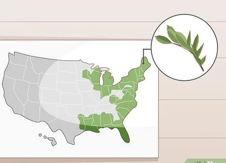 étape 1 soyez prudent si vous vivez dans l'est des états-unis ou au canada.