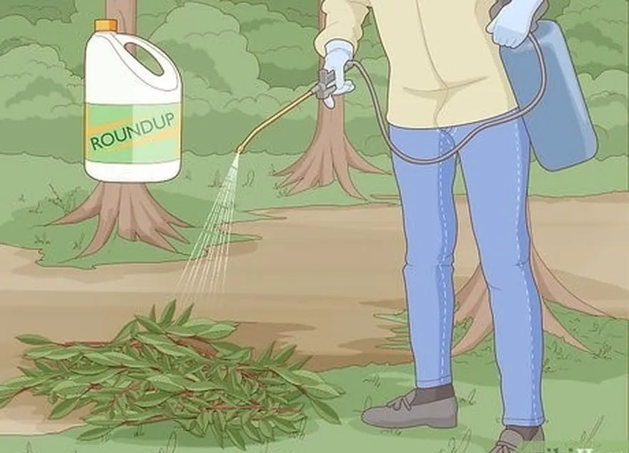 étape 2 utilisez un herbicide qui est absorbé par les feuilles.