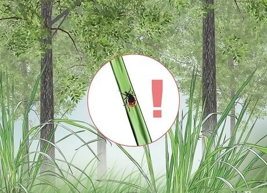 étape 1 identifier les habitats humides et forestiers où vous êtes susceptible de rencontrer des tiques.'re likely to encounter ticks.