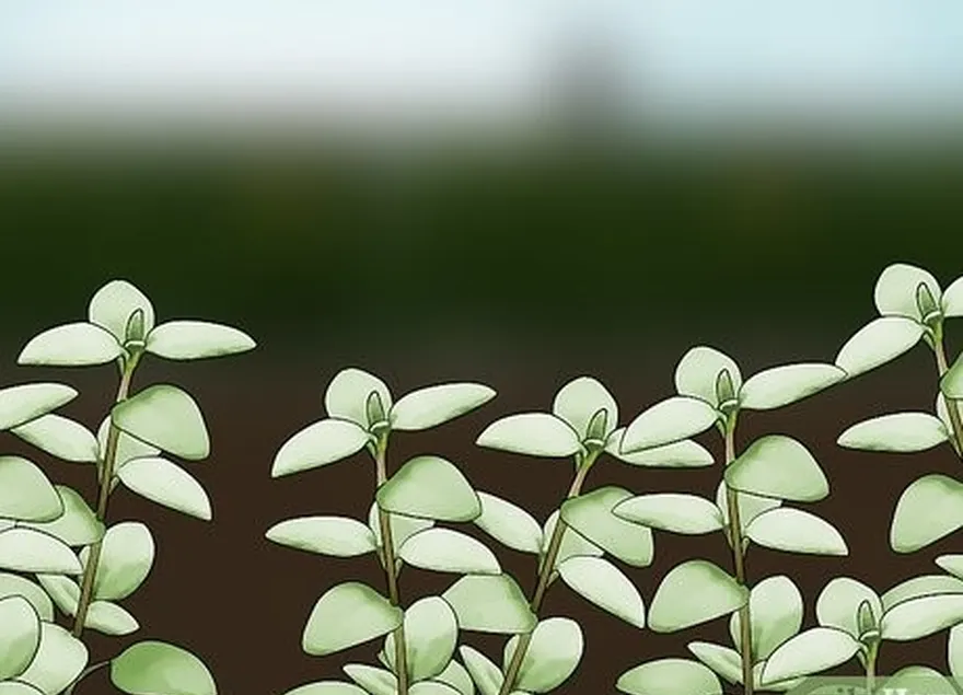 étape 5 planter des plantes qui repoussent les cerfs.