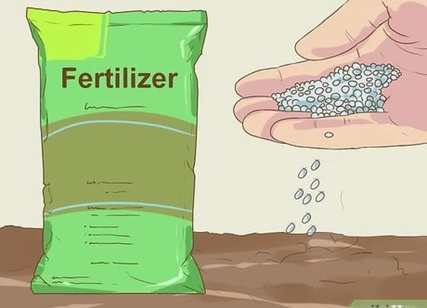 étape 2 : fertilisez vos semences.