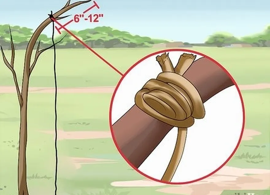 étape 4 attachez votre ficelle autour d'un jeune arbre à proximité.