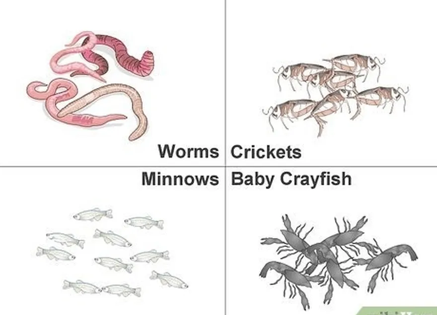 étape 1 utiliser des insectes et des petits poissons comme appâts.