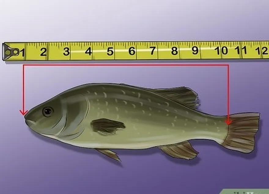 étape 6 mesurez jusqu'au début de la nageoire caudale pour obtenir la longueur standard.