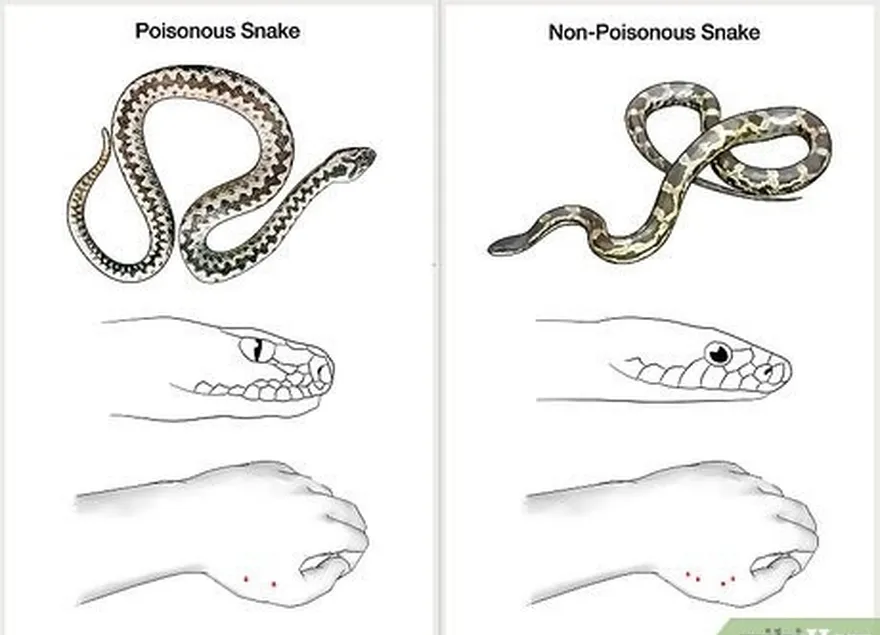 étape 1 se renseigner sur les serpents indigènes de la région.