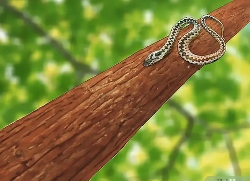 étape 4 n'oubliez pas que les serpents peuvent grimper aux arbres.