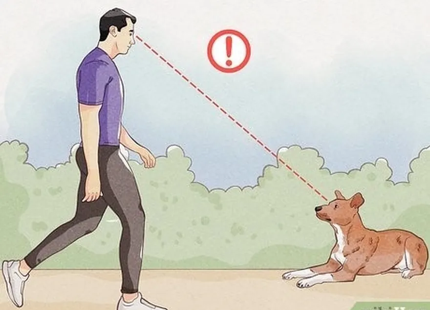 étape 2 évitez de regarder le chien dans les yeux.