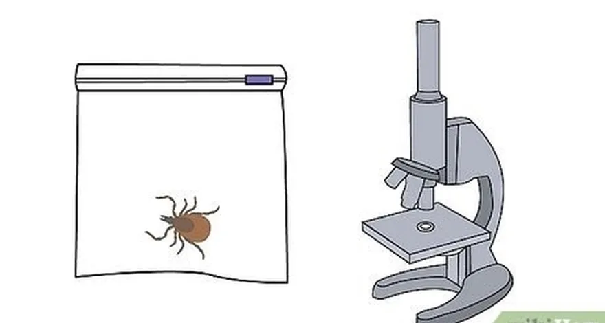 étape 2 envisagez de conserver la tique pour la soumettre à des tests.