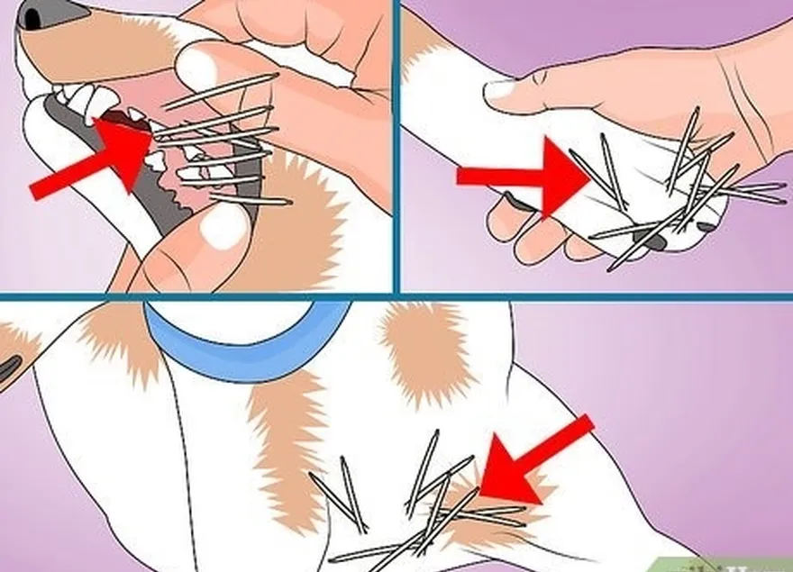 étape 4 vérifiez sur l'ensemble de l'animal l'emplacement des piquants.