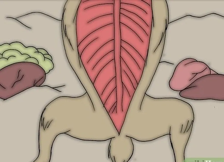 étape 12 tirer l'anus dans la cavité corporelle et hors de la carcasse.