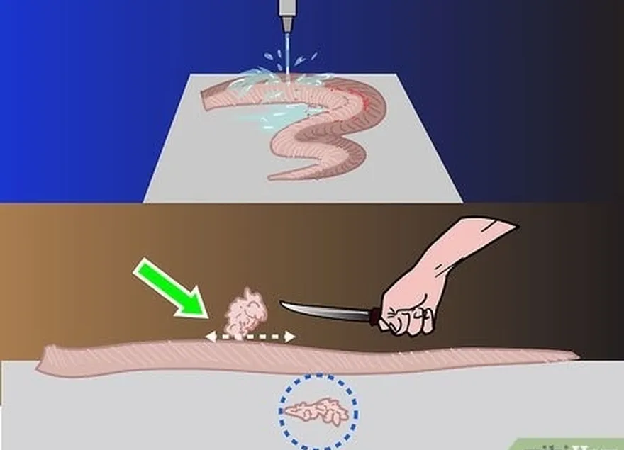 étape 6 rincer le serpent éviscéré et dépecé à l'eau fraîche pour éliminer tout excès de sang ou d'autres substances indésirables.