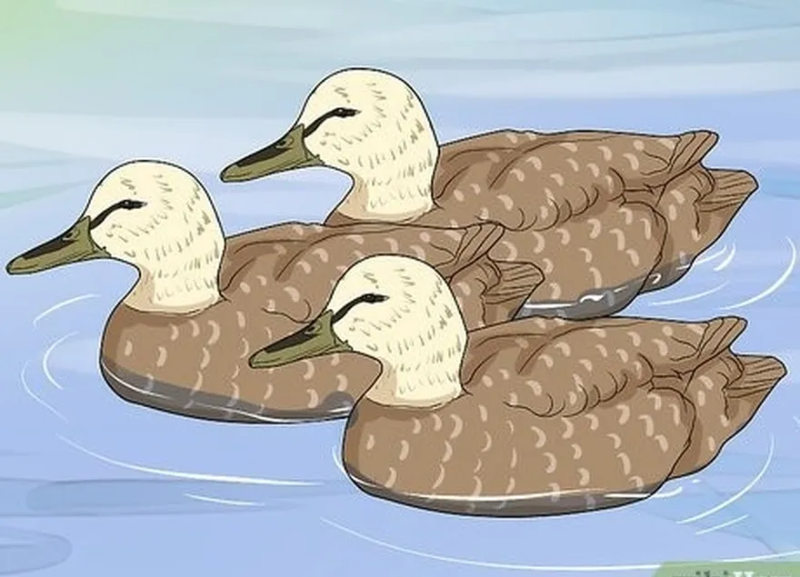 étape 3 disposez vos appelants pour attirer les canards.